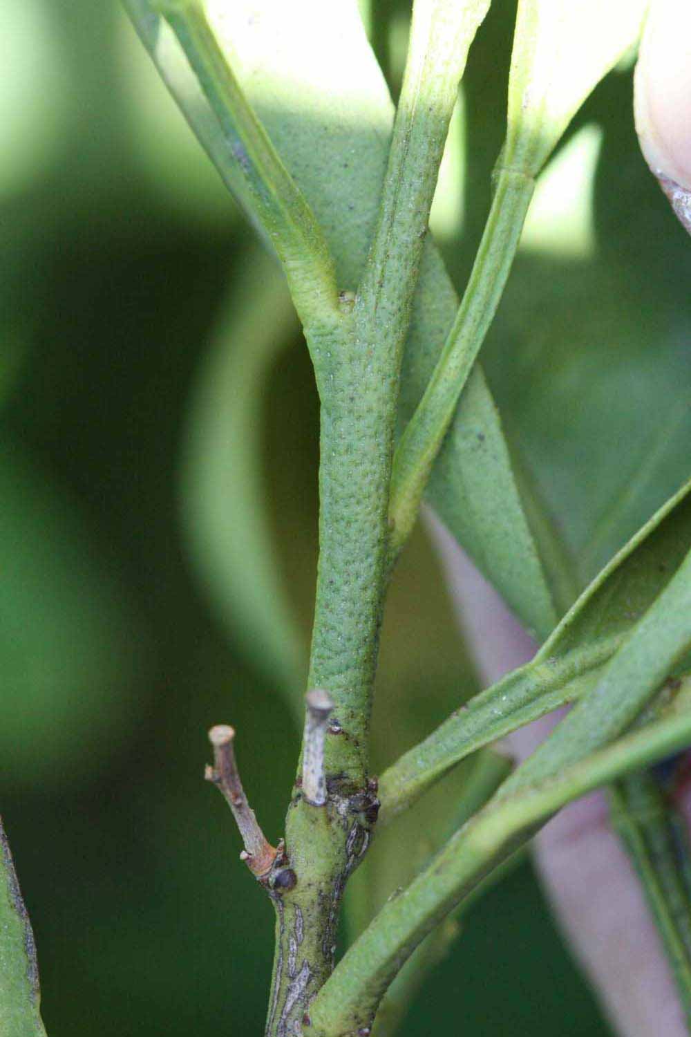              First year twig (Riverside, CA)       
